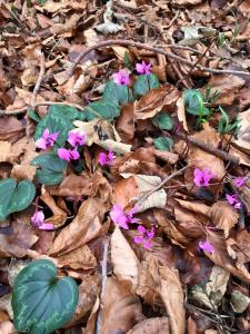 February flowers emerging through the woodland floor